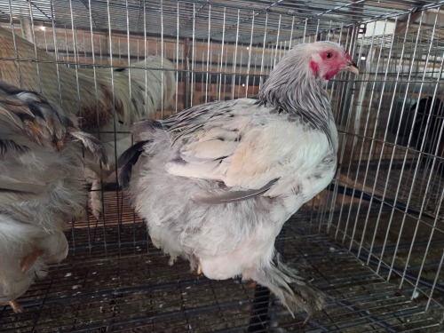 2 X CHICKEN ROOSTER A. CLOETE