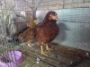 2 X CHICKEN HEN A. CLOETE