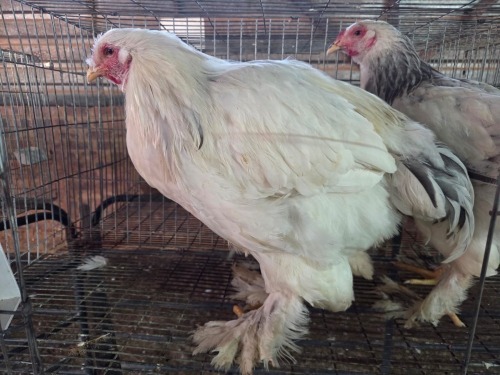 2 X CHICKEN ROOSTER A. CLOETE
