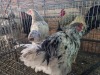 2 X CHICKEN ROOSTER & HEN A. CLOETE