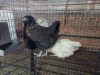 4 X CHICKEN MIX A. CLOETE