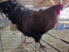 1 X CHICKEN ROOSTER CHANTELLE JOOSTE