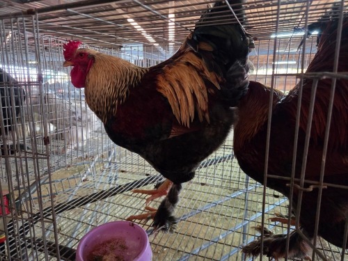 2 X CHICKEN ROOSTER CHANTELLE JOOSTE