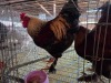 2 X CHICKEN ROOSTER CHANTELLE JOOSTE