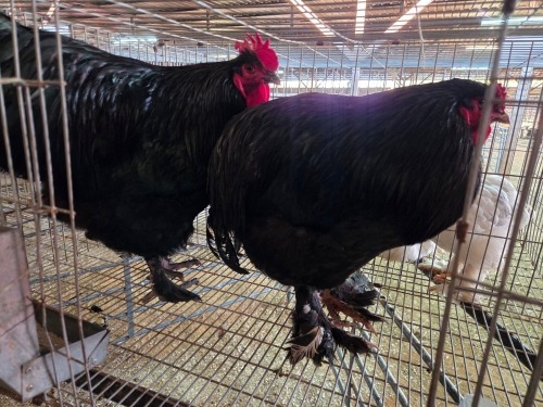 2 X CHICKEN ROOSTER CHANTELLE JOOSTE