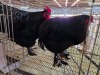 2 X CHICKEN ROOSTER CHANTELLE JOOSTE