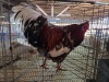 1 X CHICKEN ROOSTER CHANTELLE JOOSTE