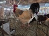 1 X CHICKEN ROOSTER CHANTELLE JOOSTE