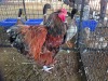 1 X CHICKEN ROOSTER A. CLOETE
