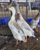 3 X DUCK MALE & FEMALE CHANTELLE JOOSTE