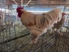 1 X CHICKEN ROOSTER CHANTELLE JOOSTE