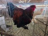 1 X CHICKEN ROOSTER CHANTELLE JOOSTE