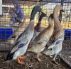 3 X DUCK MALE & FEMALE CHANTELLE JOOSTE