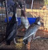 2 X DUCK MALE & FEMALE CHANTELLE JOOSTE