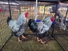 2 X CHICKEN ROOSTER A. CLOETE