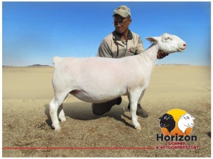 Lot 22 1x WIT DORPER Ooi/Ewe Peet Cilliers Vergesig Witdorper Stoet TIEPE 5