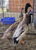 2 X DUCK MALE & FEMALE CHANTELLE JOOSTE