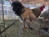 1 X CHICKEN ROOSTER CHANTELLE JOOSTE