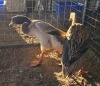 2 X DUCK MALE & FEMALE CHANTELLE JOOSTE