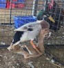 2 X DUCK MALE & FEMALE CHANTELLE JOOSTE