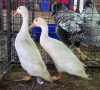 2 X DUCK MALE CHANTELLE JOOSTE