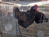 3 X CHICKEN HEN SERAPHINE MOKONYAMA
