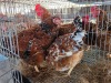 3 X CHICKEN HEN SERAPHINE MOKONYAMA