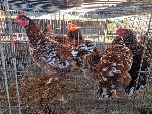 4 X CHICKEN HEN SERAPHINE MOKONYAMA