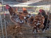 4 X CHICKEN HEN SERAPHINE MOKONYAMA