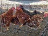 4 X CHICKEN HEN SERAPHINE MOKONYAMA