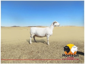 Lot 25 1x WIT DORPER Ooi/Ewe Peet Cilliers Vergesig Witdorper Stoet TIEPE 5