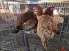 4 X CHICKEN HEN SERAPHINE MOKONYAMA