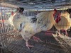 1 X CHICKEN ROOSTER SERAPHINE MOKONYAMA