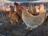 3 X CHICKEN HEN SERAPHINE MOKONYAMA