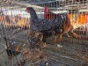 2 X CHICKEN HEN SERAPHINE MOKONYAMA