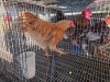 1 X CHICKEN HEN SERAPHINE MOKONYAMA