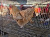1 X CHICKEN HEN SERAPHINE MOKONYAMA
