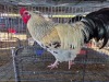 1 X CHICKEN ROOSTER SERAPHINE MOKONYAMA