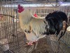 1 X CHICKEN ROOSTER SERAPHINE MOKONYAMA