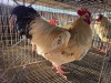 1 X CHICKEN ROOSTER SERAPHINE MOKONYAMA