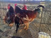 3 X CHICKEN ROOSTER SERAPHINE MOKONYAMA