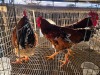 3 X CHICKEN ROOSTER SERAPHINE MOKONYAMA