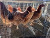 4 X CHICKEN HEN SERAPHINE MOKONYAMA