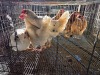 3 X CHICKEN HEN SERAPHINE MOKONYAMA