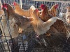 4 X CHICKEN HEN SERAPHINE MOKONYAMA