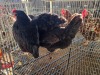 3 X CHICKEN HEN SERAPHINE MOKONYAMA