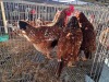 4 X CHICKEN HEN SERAPHINE MOKONYAMA