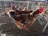 2 X CHICKEN HEN SERAPHINE MOKONYAMA