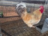 1 X CHICKEN ROOSTER SERAPHINE MOKONYAMA