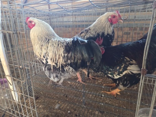 3 X CHICKEN ROOSTER SERAPHINE MOKONYAMA
